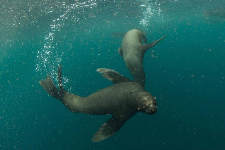 Sea lions. Image courtesy of Wildlife Conservation Society.