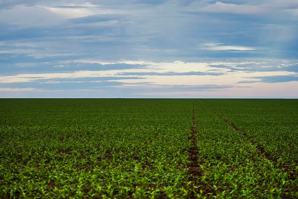 A soy field stretches across the landscape in Mato Grosso.