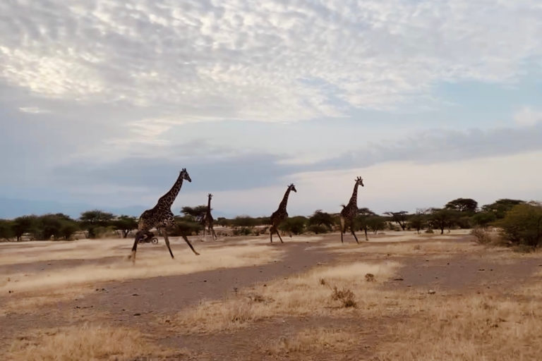 Four giraffes run across an open plain within Shompole’s wildlife conservation area. Image by Eve Driver for Mongabay.