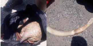 2 Arrested with pangolin and an elephant tusk worth R1 million. Photo: SAPS