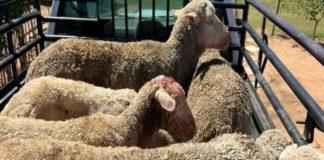 30 Sheep stolen from a farm in Tierpoort, follow up operation nets 2 suspects. Photo: SAPS
