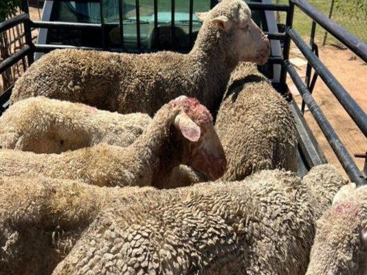 30 Sheep stolen from a farm in Tierpoort, follow up operation nets 2 suspects. Photo: SAPS