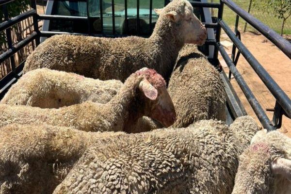 30 Sheep stolen from a farm in Tierpoort, follow up operation nets 2 suspects 30 Sheep stolen from a farm in Tierpoort, follow up operation nets 2 suspects