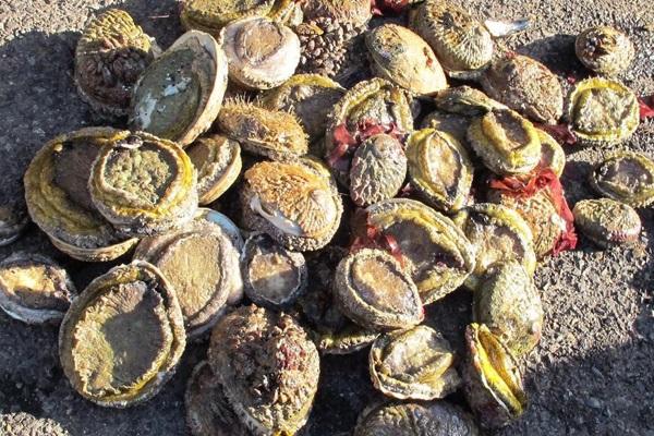 Abalone worth R1,17 million recovered, 2 arrested, Kuilsrivier
