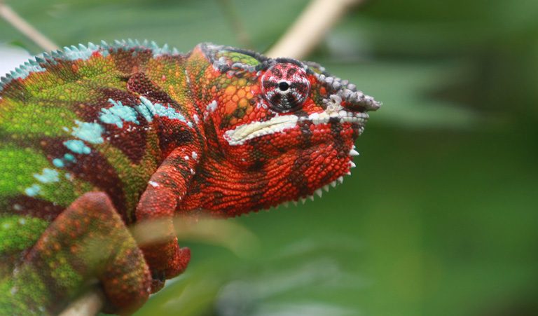 Pardalis chameleon (Furcifer pardalis), a resident of the Masoala Peninsula in northeastern Madagascar, where illegal rosewood logging has taken a heavy toll on forests. Image by Rhett A. Butler.