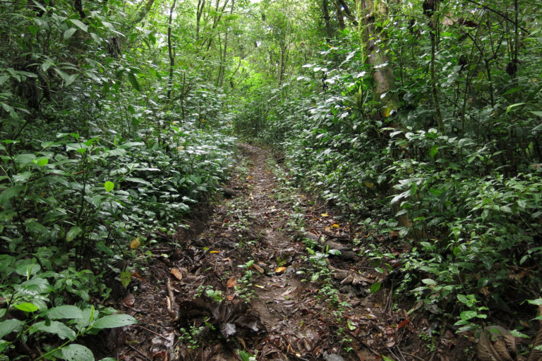 Forest restoration site near Rincón de la Vieja National Park, Costa Rica.