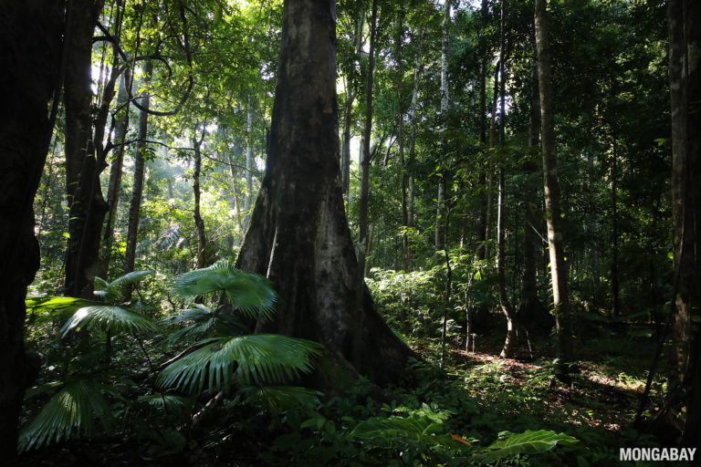 Lowland rainforest in Indonesia. The forests of Indonesia, Malaysia, and Papua New Guinea store vast amounts of carbon but are being destroyed and degraded by demand for timber, wood pulp, and palm oil. Photo by Rhett A. Butler.