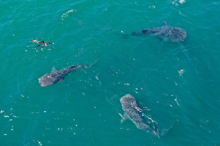 Snorkeler with three juvenile whale sharks in the Sea of Cortez off Baja California, Mexico. Photo by Rhett A. Butler.