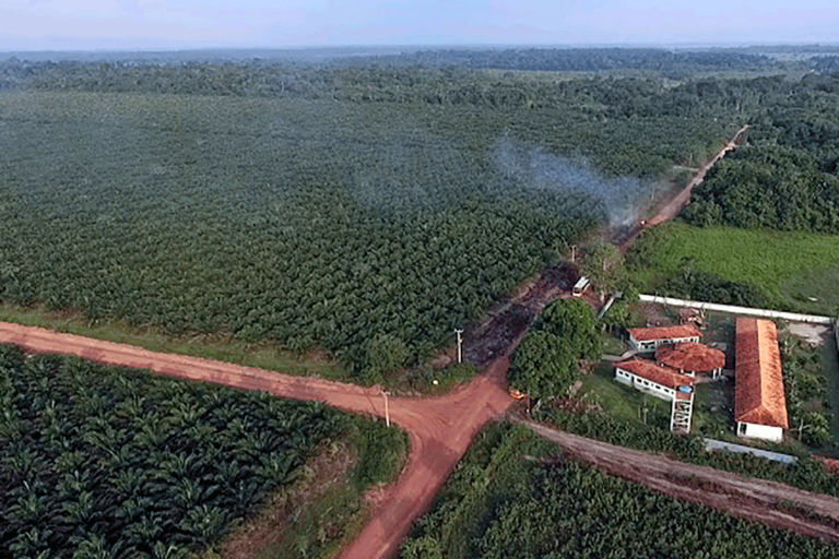 An aerial view of a school that has been completely surrounded by palm oil plantations.