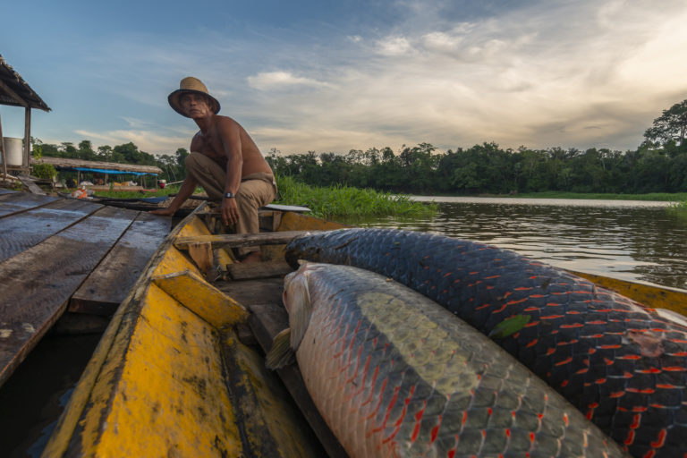 Pirarucu fishing management at the Mamirauá sustainable development reserve. Image by Andre Dib.
