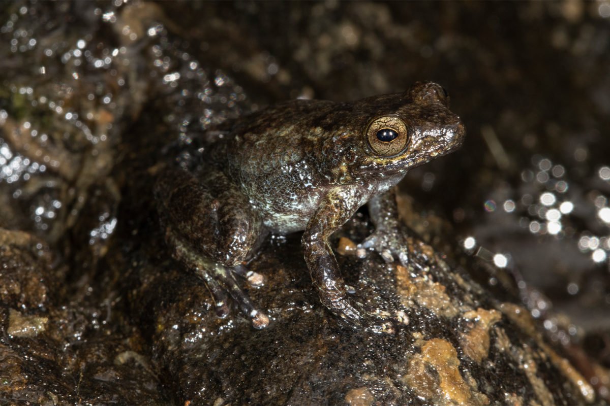 A foothill robber frog.
