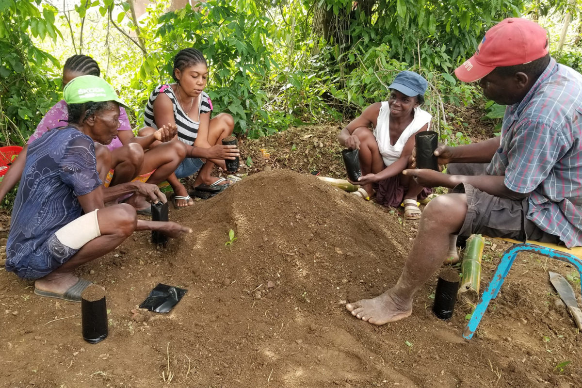 Native seedlings being planted by paid local community members.