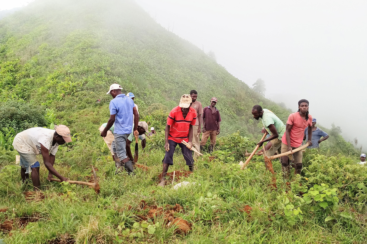 A work party restores native plants on a hill.