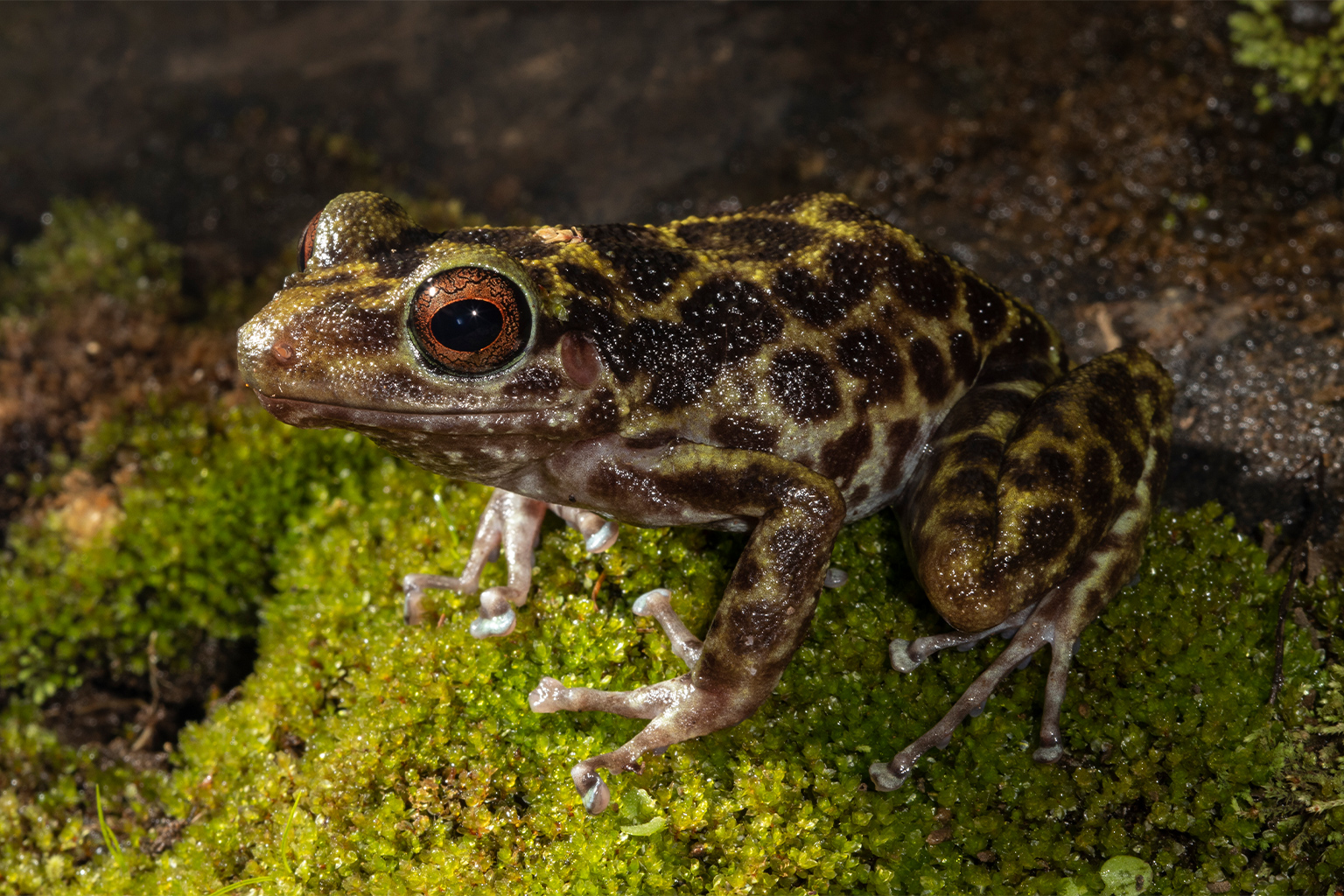 An unidentified frog species endemic to Haiti.