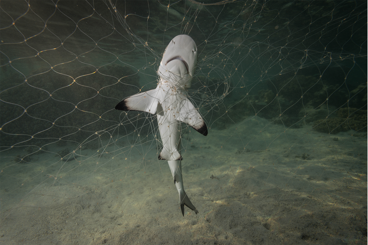 A shark caught in a net.