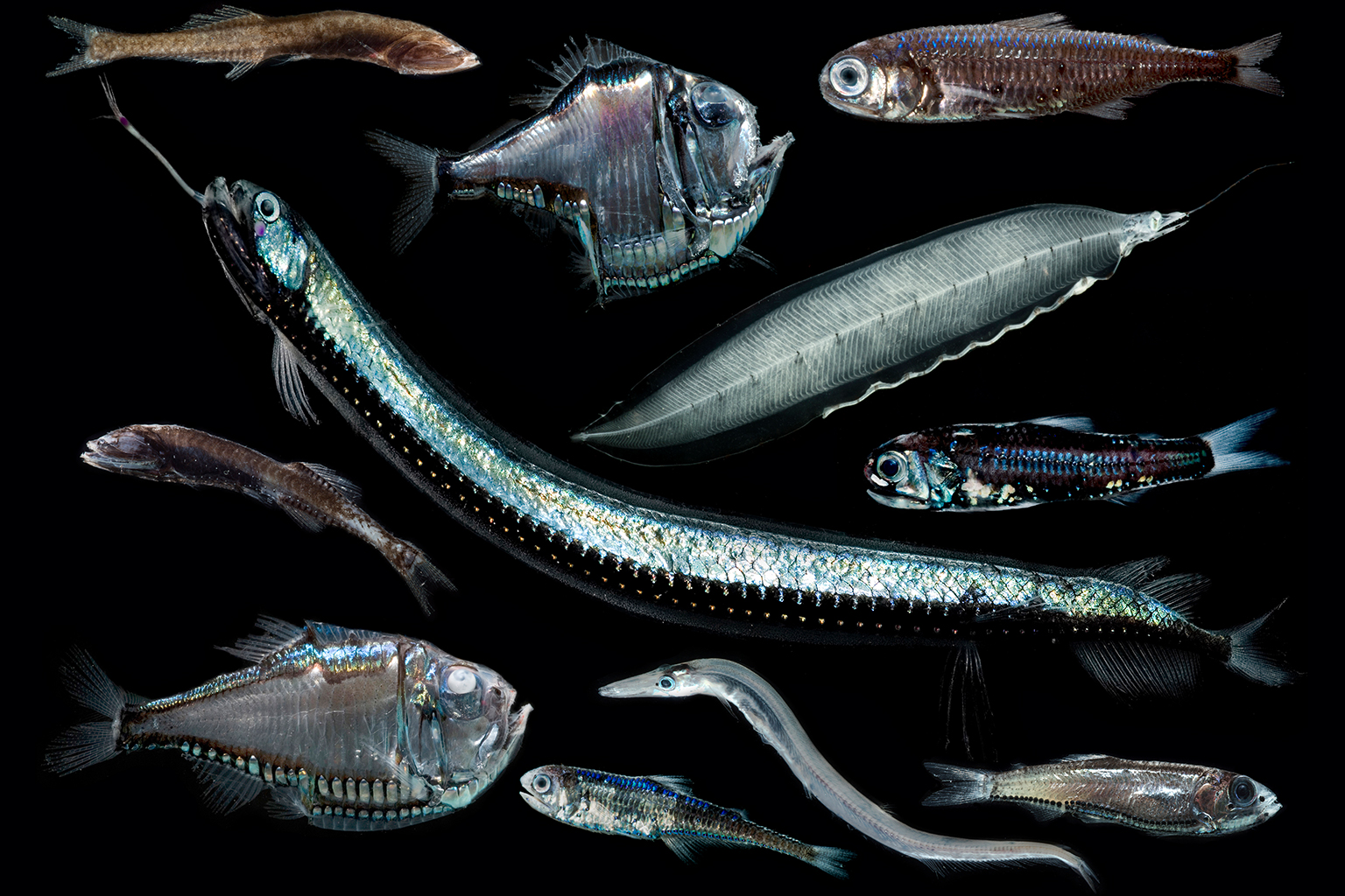 A variety of mesopelagic fishes.