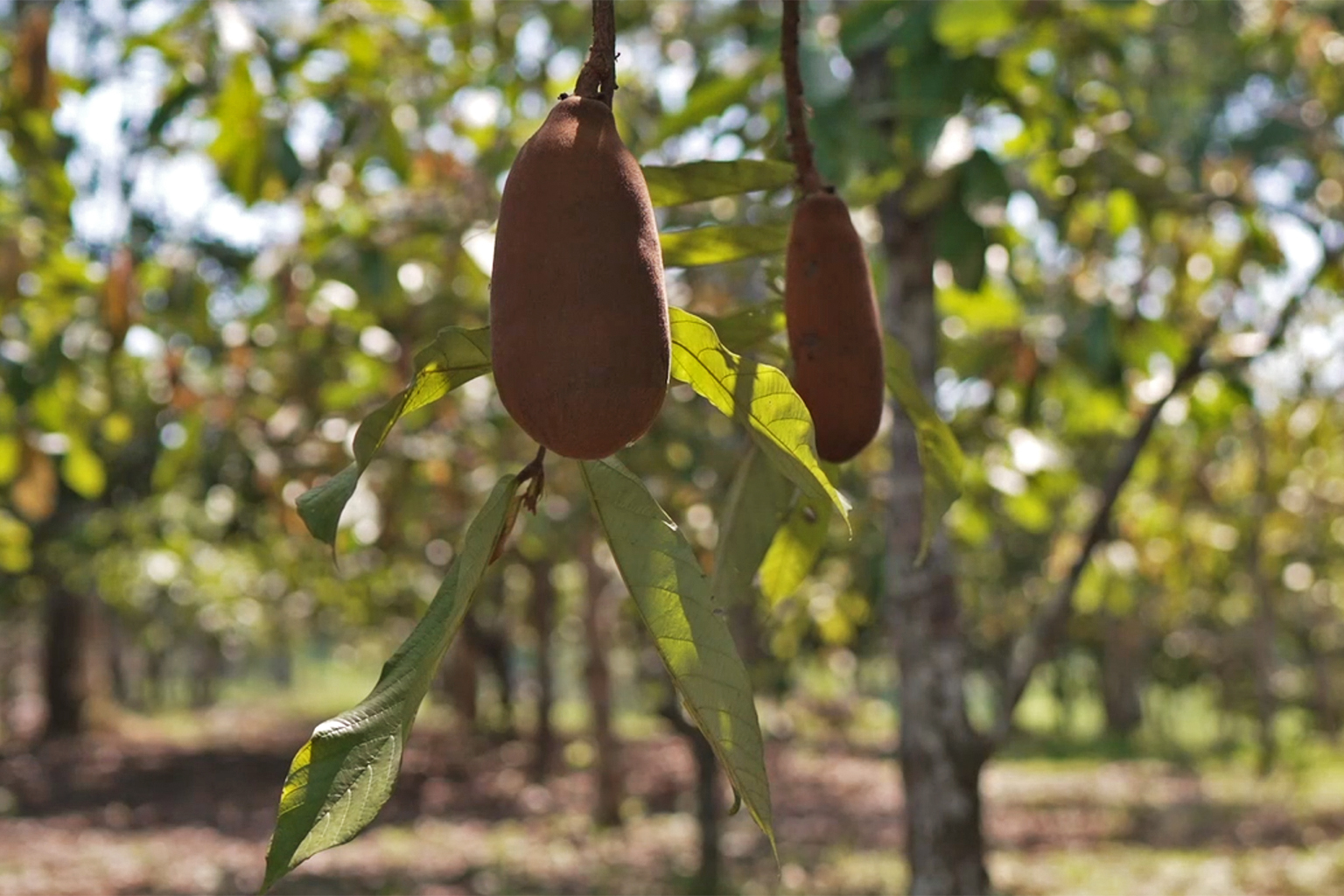 A cupuaçu fruit hanging from a tree.