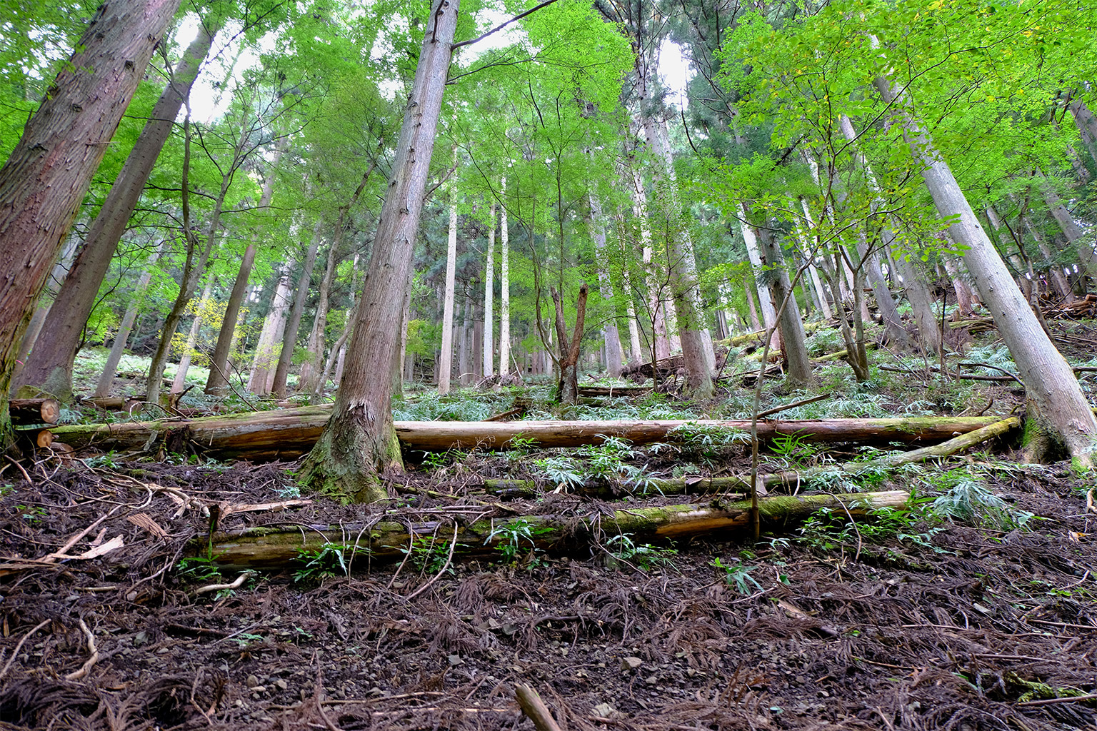 A planted forest that has undergone thinning.