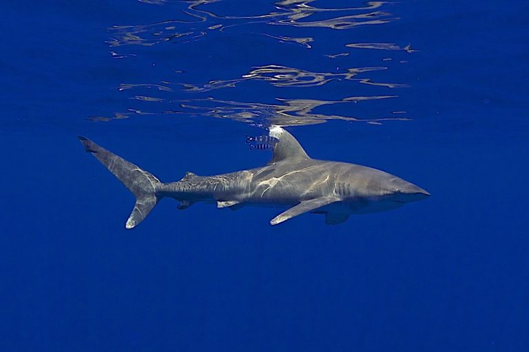 Oceanic white tip shark. Image courtesy of Mark Royer, Hawaii Institute of Marine Biology.