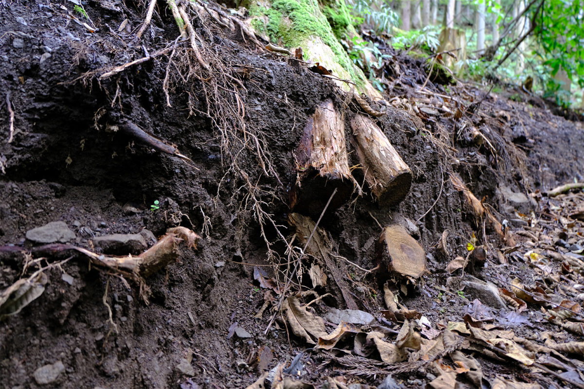 Tree roots along the side of a path in a planted forest.