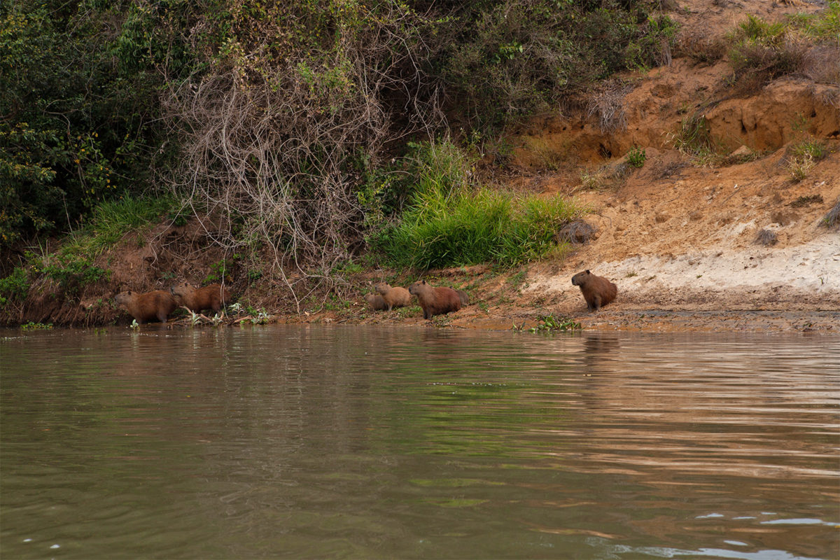 A family of capybaras slides into the waters of the Ivinhema River.