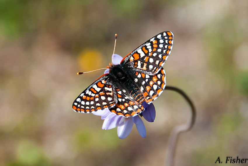 The Quino checkerspot butterfly.