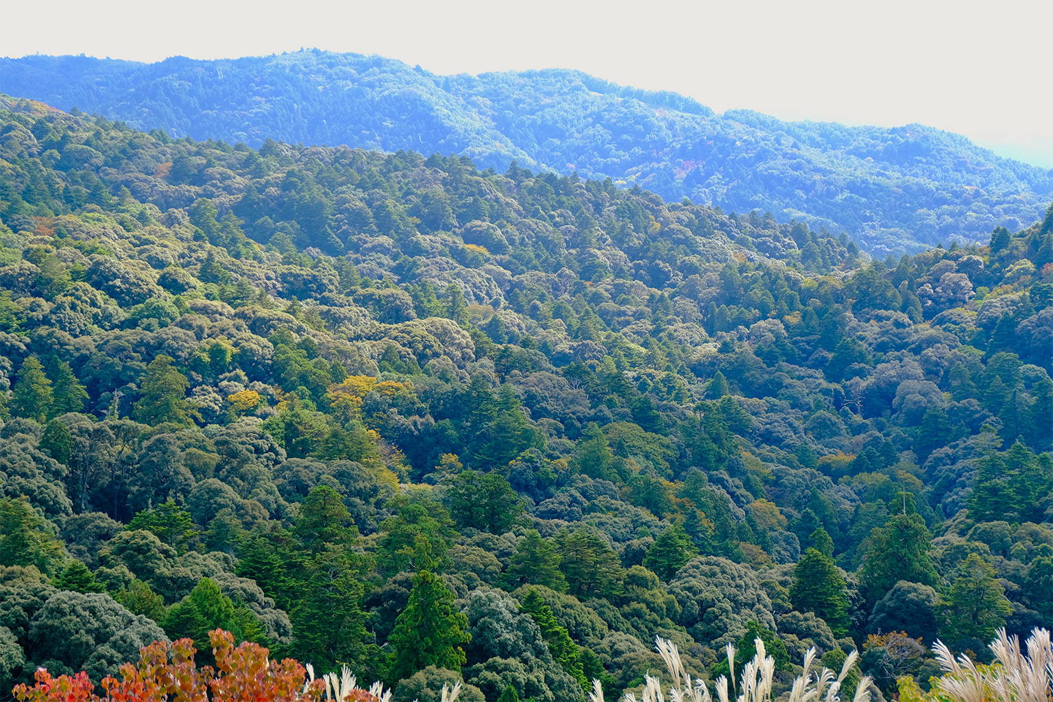 Mount Kasuga Primeval Forest.