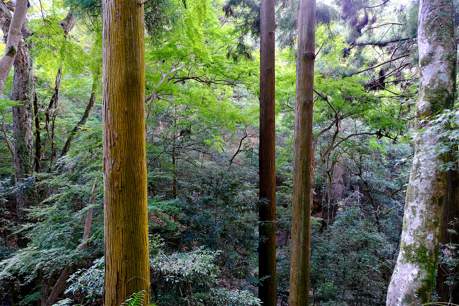 Conifers grow tall and straight.