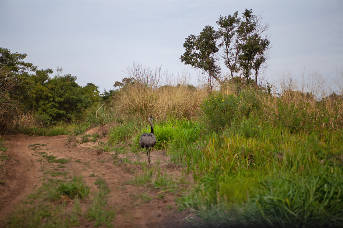 A greater rhea runs along a road.