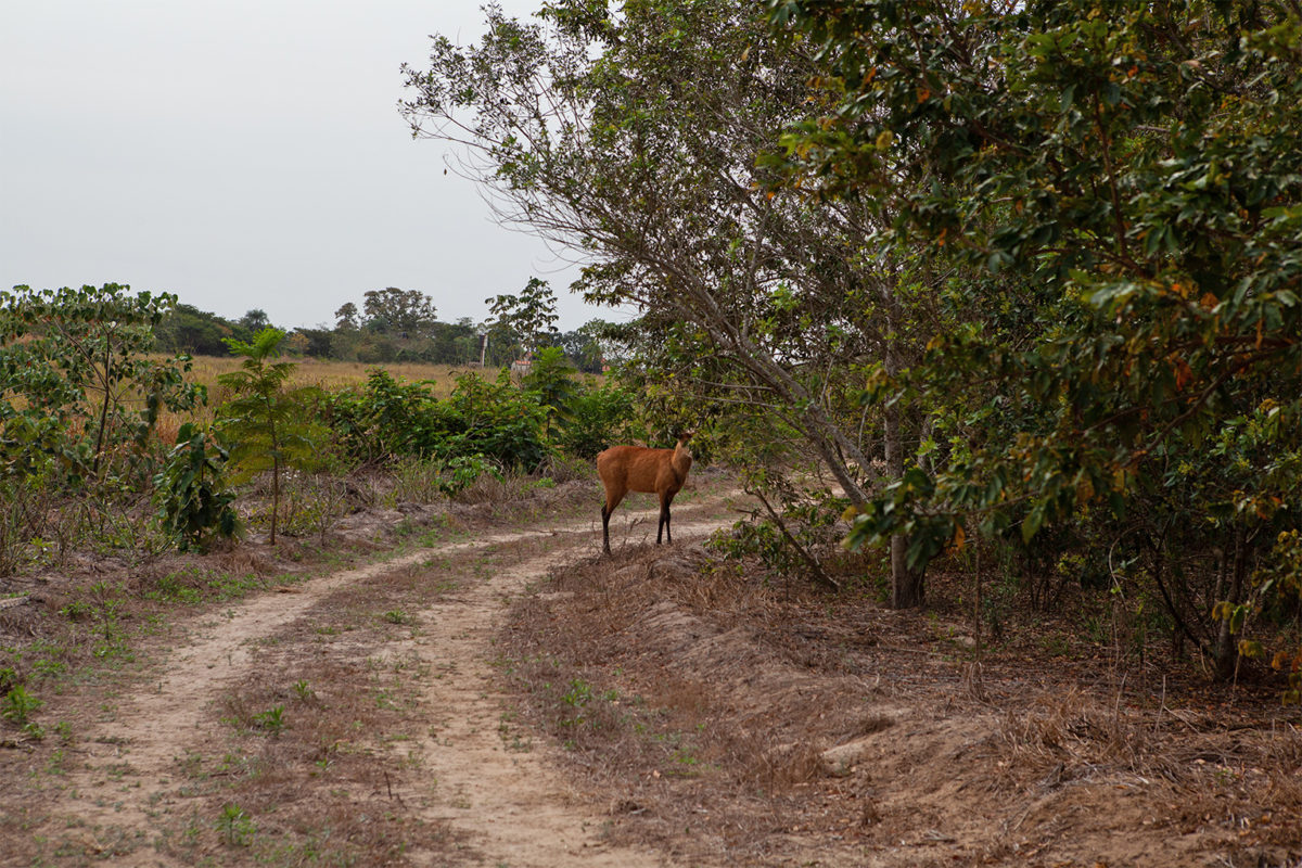 A Pantanal deer.