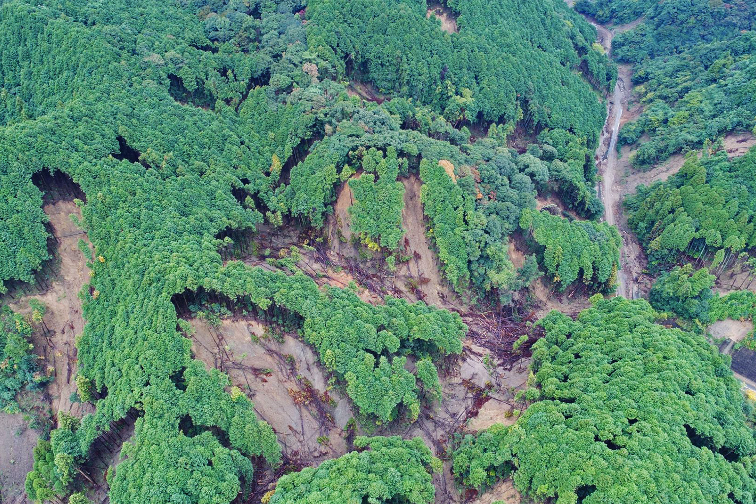 Parts of a forest washed away in landslides.