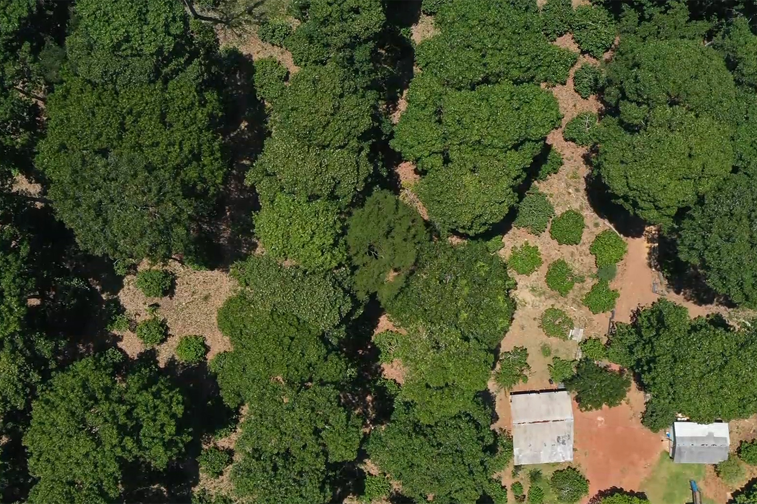 Drone image of the agroforestry farming land.