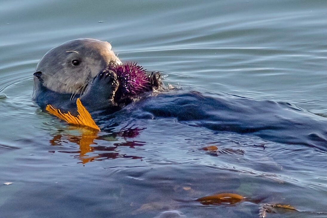 A sea otter feeds on a sea urchin over a kelp forest.