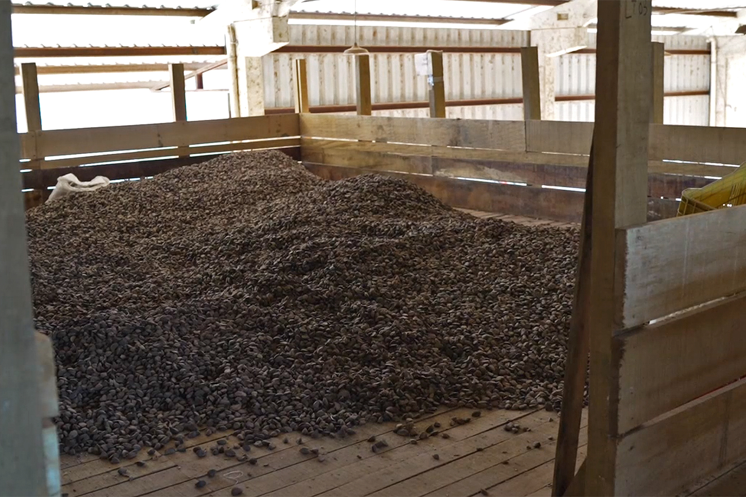 Large amounts of castanha at one of RECA’s warehouses. 