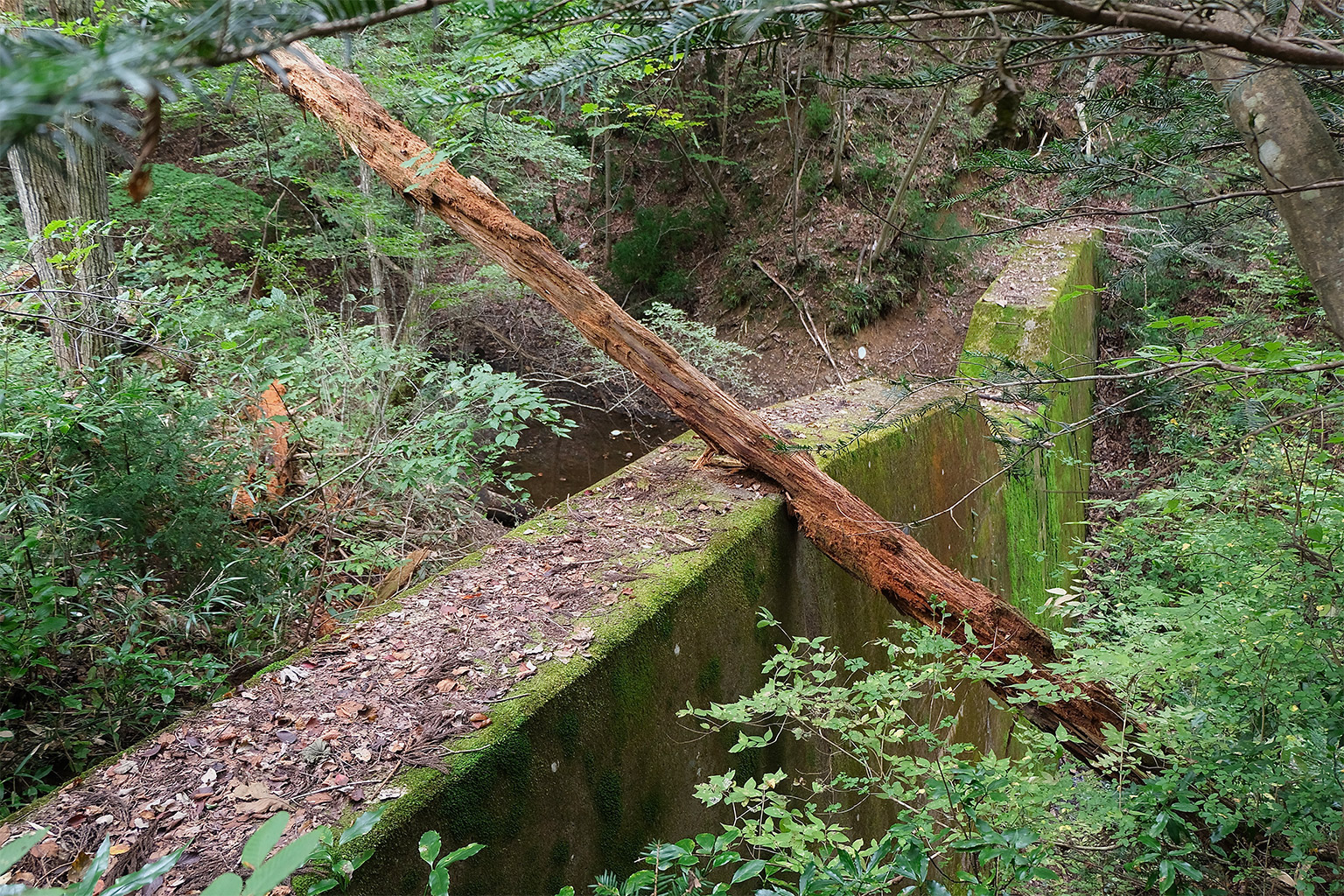 A concrete dam in a chisan forest.