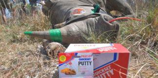 A black rhino horn implanted with a VHF tracker
