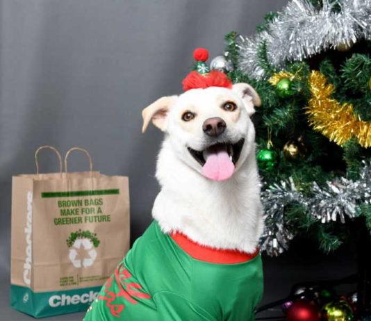 These pet outfits are the cutest thing you will see this festive season – and you can find them all at Checkers