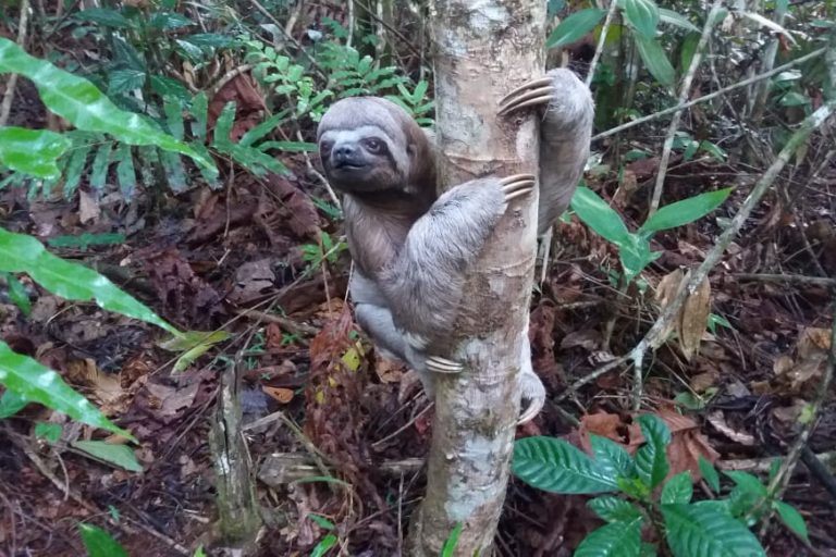 A brown-throated sloth (Bradypus variegatus) in Cofán Bermejo Ecological Reserve. Image via the MAATE Twitter account.
