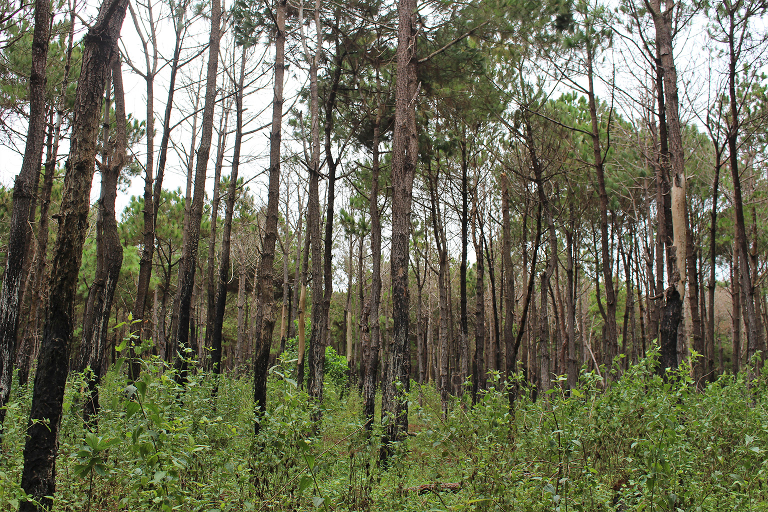 A part of the Dak Doa pine forest.
