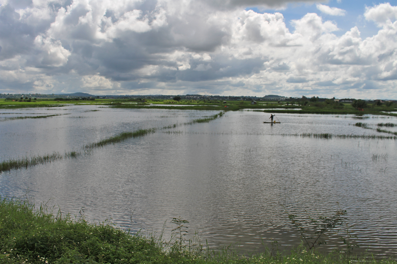 A rice field.