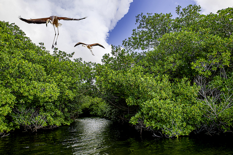 "Flamingo" by Lorenzo Mittiga of the Netherlands Antilles was noted in the "Highly Commended" category of the 2022 Mangrove Photography Awards.