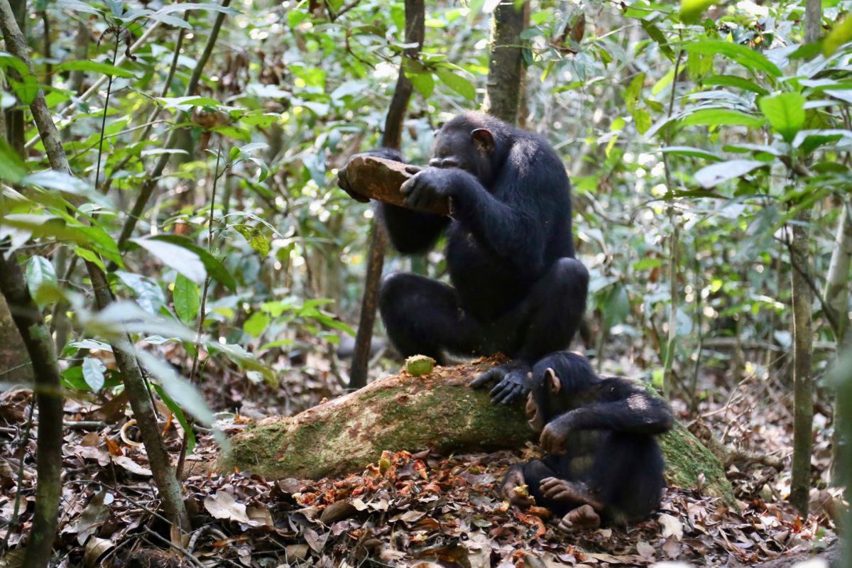 A Djouroutou chimpanzee cracks open a panda nut on a wooden anvil. Photo credit: Liran Samuni, Taï Chimpanzee Project
