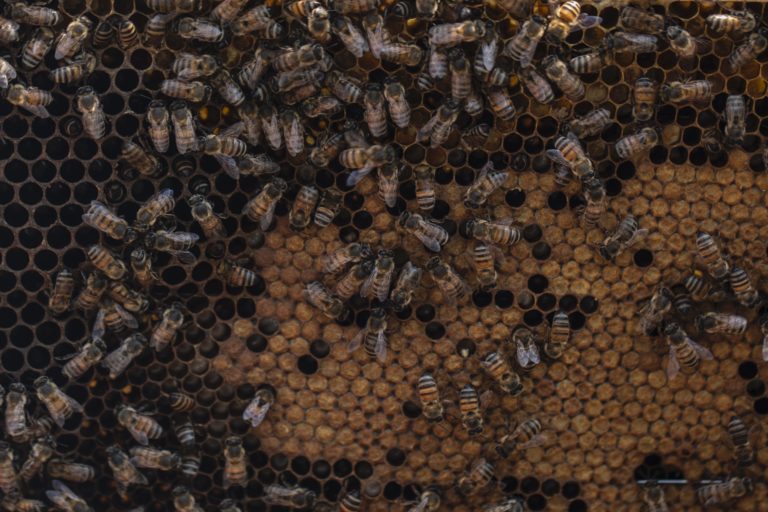 1. Honeybees (Apis mellifera) in a honeycomb. Egídio Brunetto Agroecological Settlement, Lagoinha, Paraíba Valley, Brazil. Image by Inaê Guion.