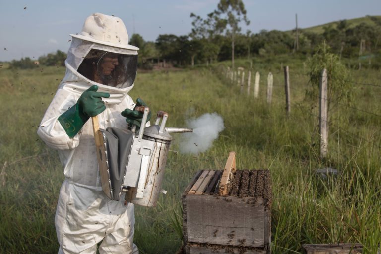 2. Mara working her hives with the fumigator early in the morning. Grasses and small branches burn inside of it. Thid is essential to help calm the bees to handle the box hive. Sítio Maranata, Nova Esperança Settlement, São José dos Campos, Paraíba Valley, Brazil. Image by Inaê Guion.