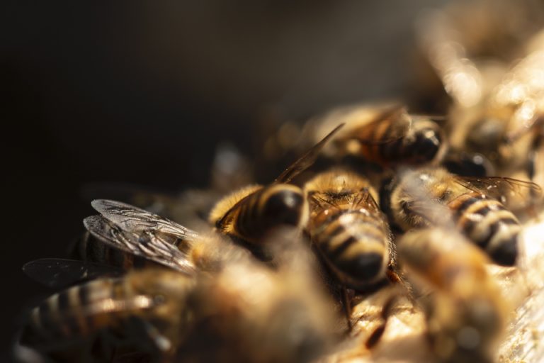 9. Honeybees (Apis mellifera). Sítio Maranata, Nova Esperança Settlement, São José dos Campos, Paraíba Valley, Brazil. Image by Inaê Guion.