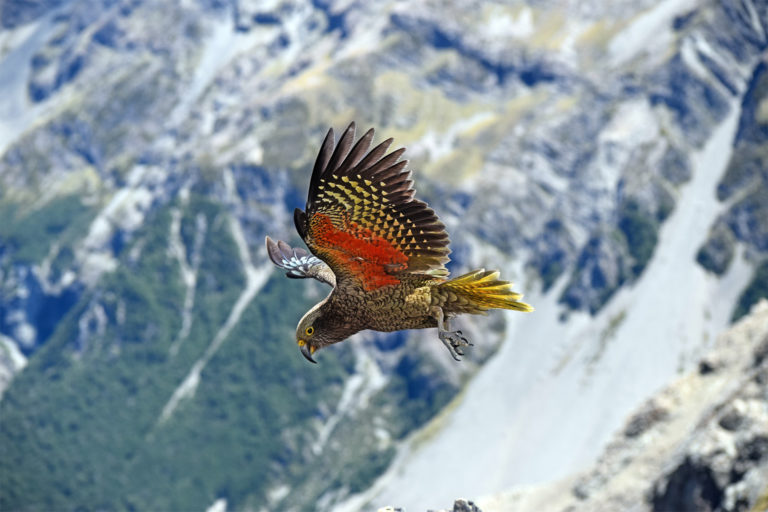 The kea is the only alpine parrot on Earth, found at 600-2,000 meters (2,000-6,600 feet) above sea level on the South Island of New Zealand.