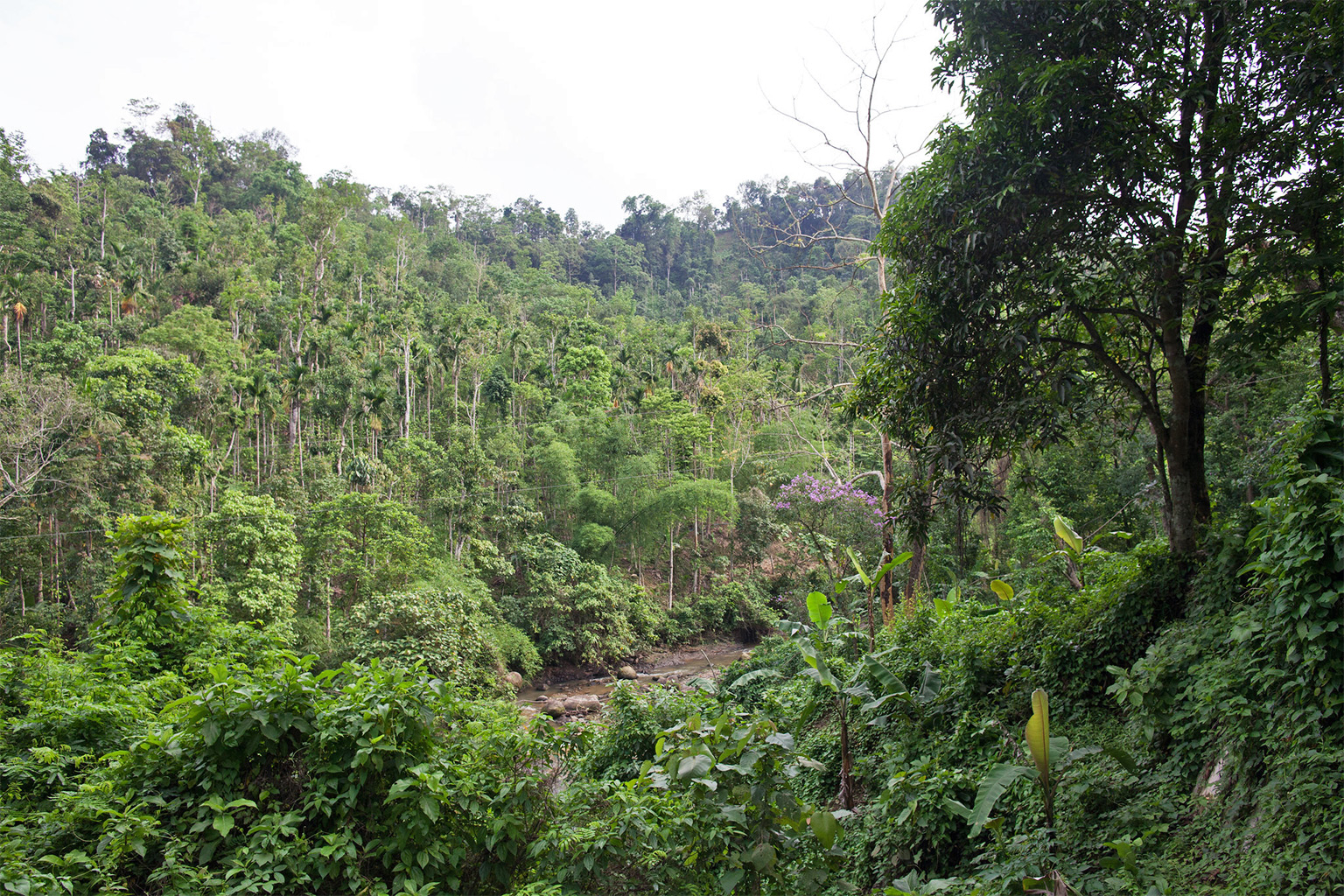Madhabkunda forest.