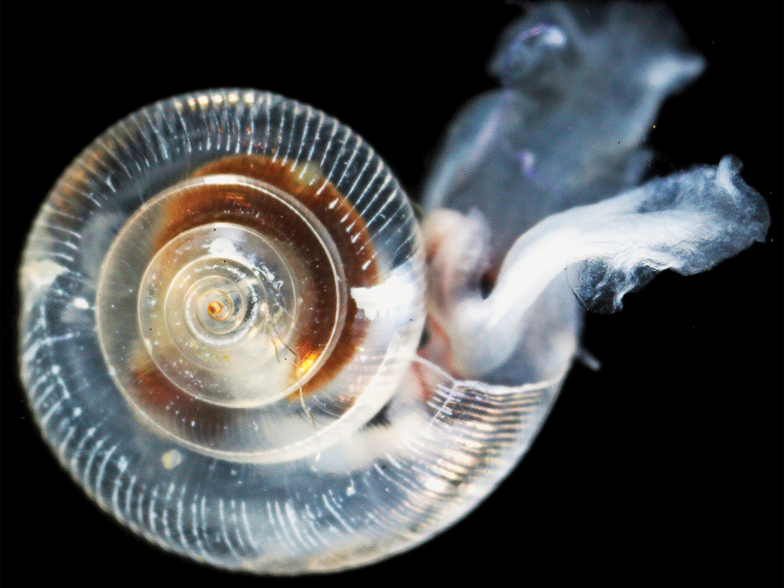 A sea butterfly (<em>Limacina helicina</em>) whose shell has been weakened by ocean acidification. (NOAA Photo Library, CC-BY-2.0)