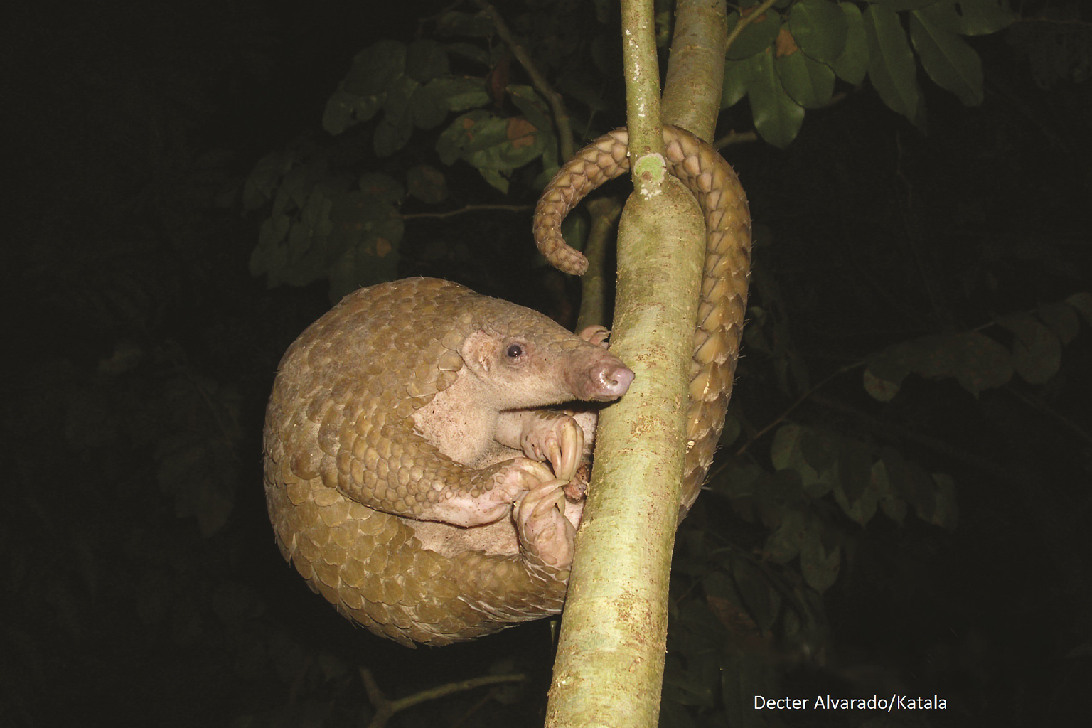 A Philippine pangolin hangs on to a branch.