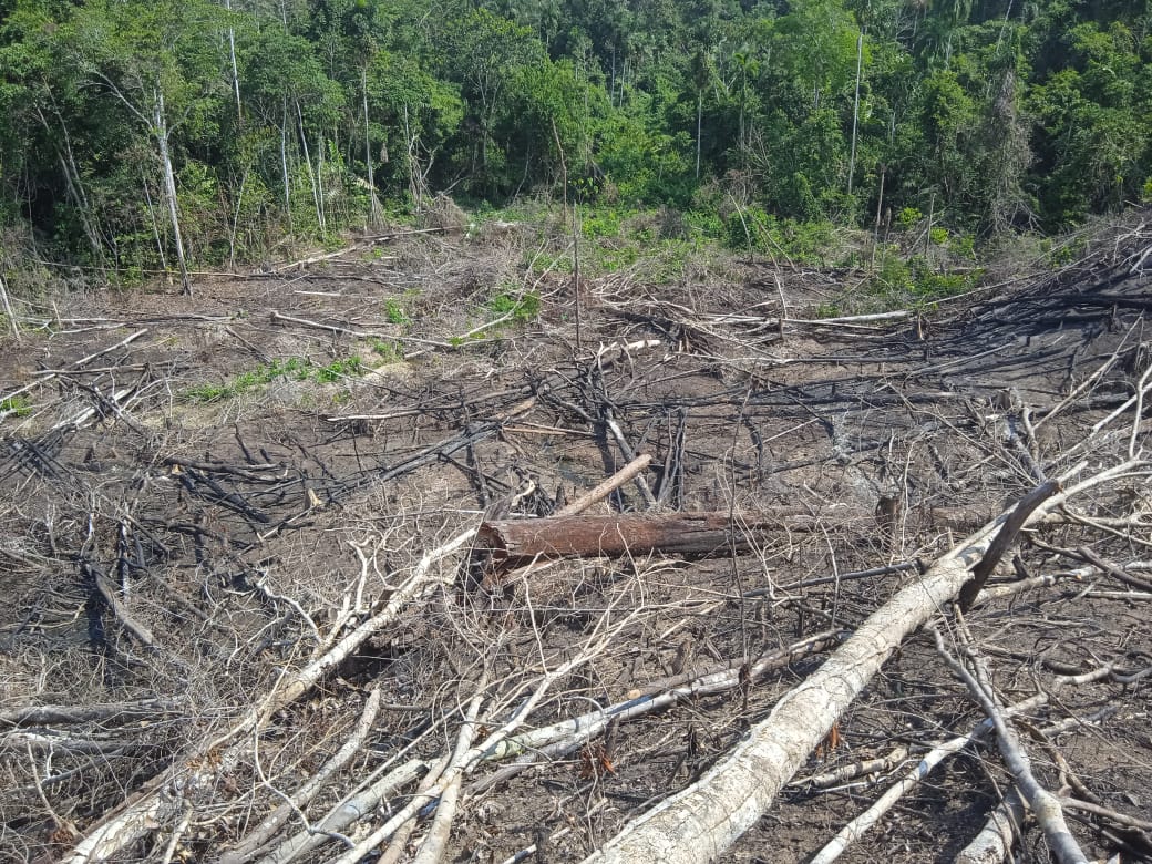 A recently deforested area in the Puerto Nuevo community territory. Image courtesy of Puerto Nuevo.